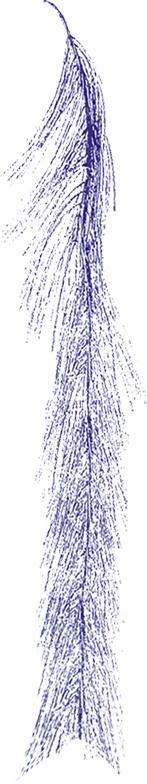 Leaf Spray, 135cm