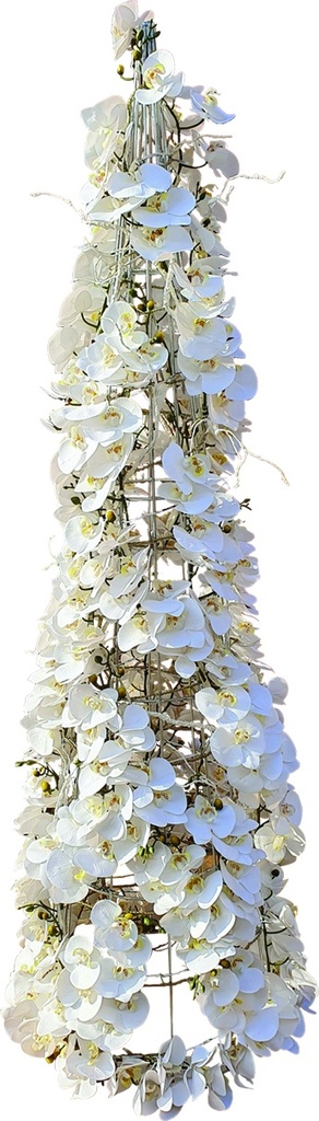 Orchid Cone Tree, 6'