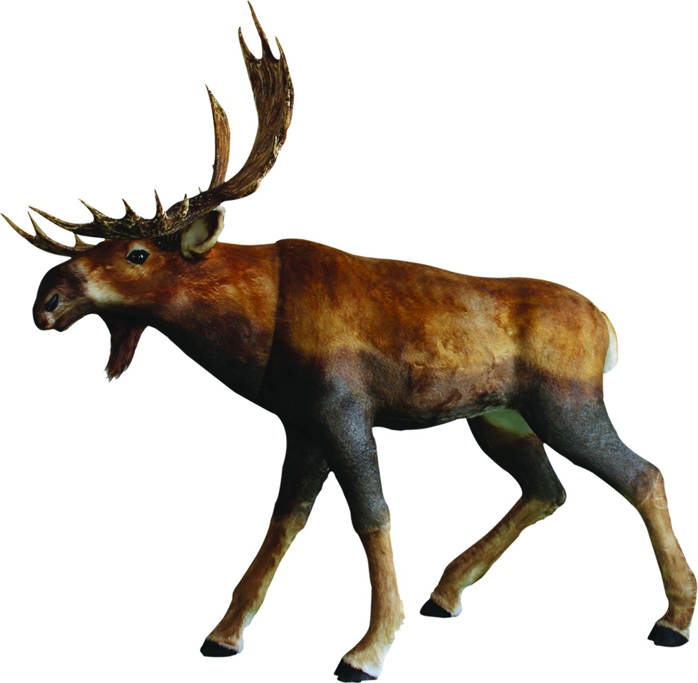 Moose, 1.8m