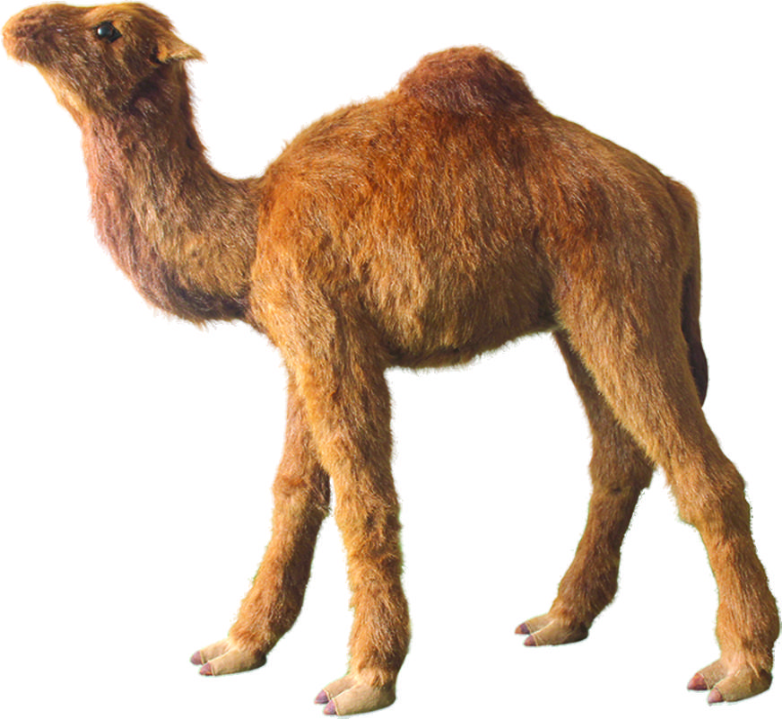 Camel, 1.2m