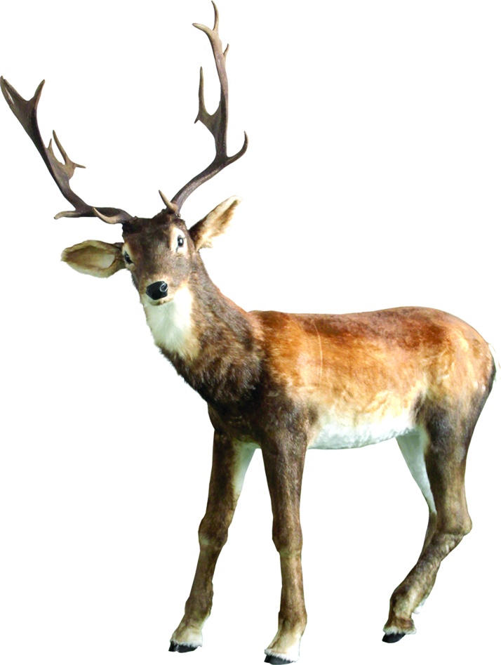 Reindeer with Antlers, 1.64m
