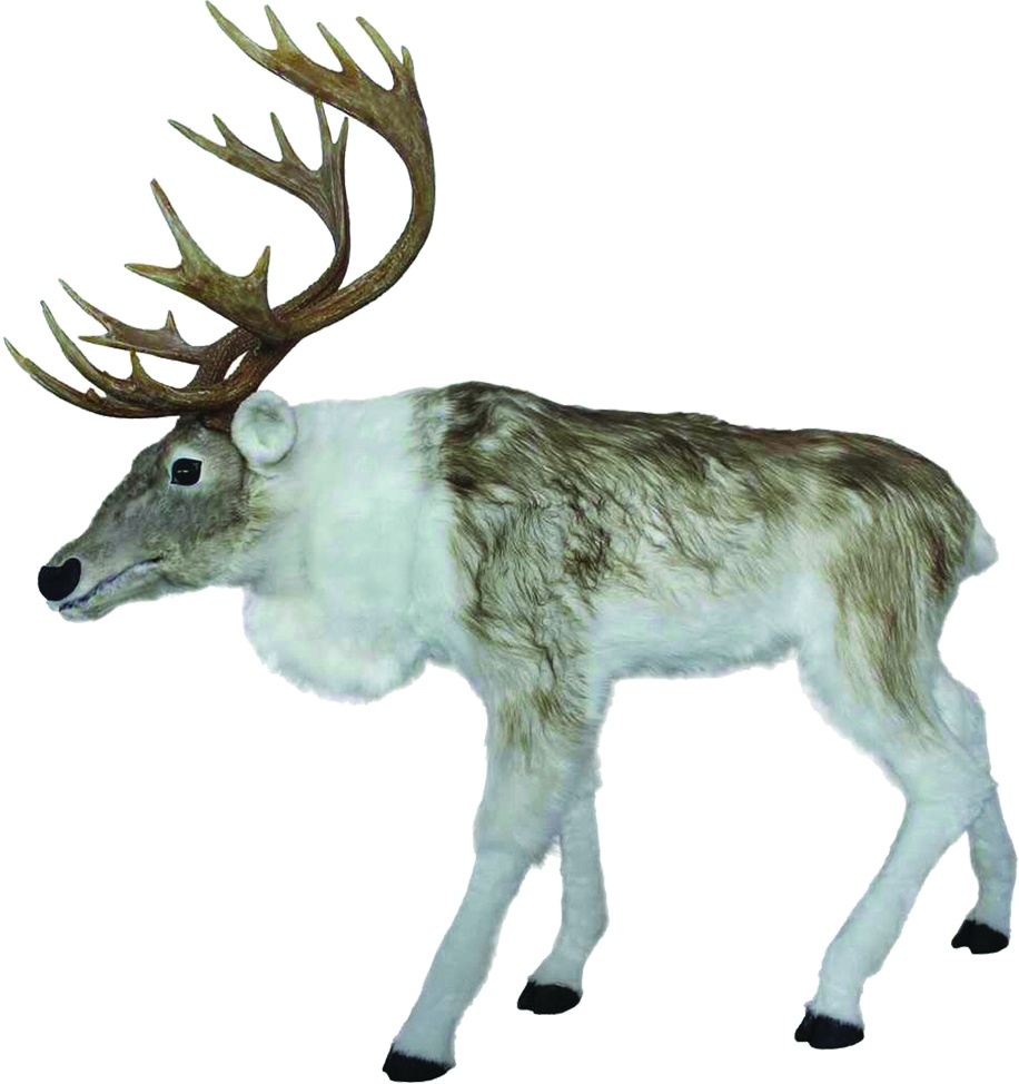 Reindeer, 1.76m