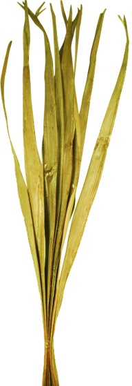 Dried Palm Blade Fan, 95cm