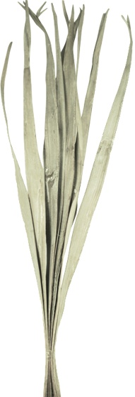 Dried Palm Blade Fan, 95cm
