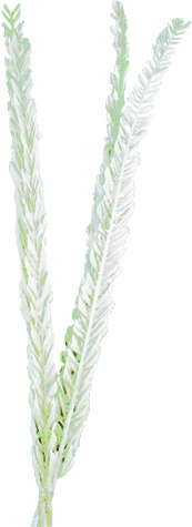 Dried Date Palm Feather Leaves, 1m