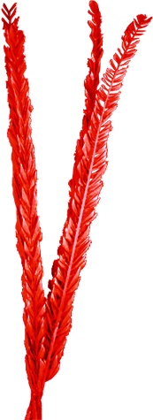 Dried Date Palm Feather Leaves, 1m