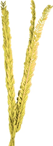 Dried Date Palm Feather Leaves, 1m