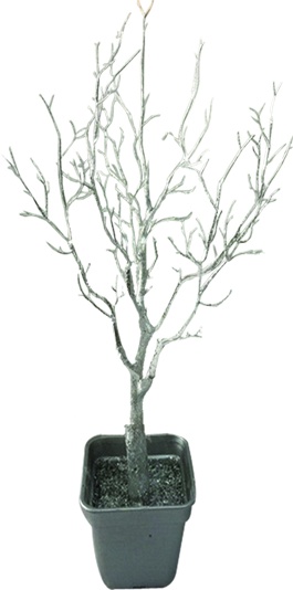 Potted Frosted Twig Tree, 75cm