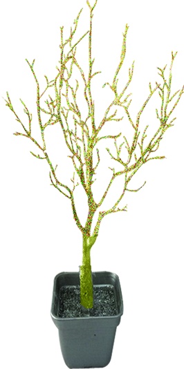 Potted Glitter Branch Tree, 75cm