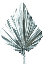 Palm Spear, 10cm