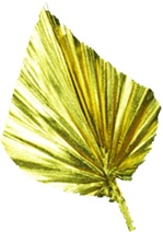Palm Spear, 6cm
