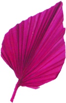 Palm Spear, 6cm