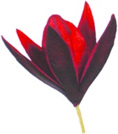Lily on Stick, 5cm