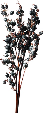Dried Blackberry Spray, 55cm