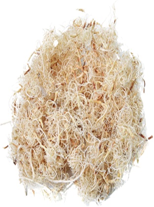 Curly Bleached Moss