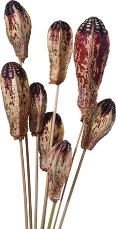 Mahogany Pod with Stem, 60cm
