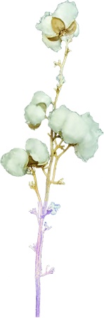 Cotton Branch Stem