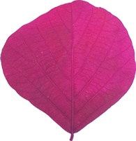 Cobra Leaf Preserved Vein, 15cm-25cm