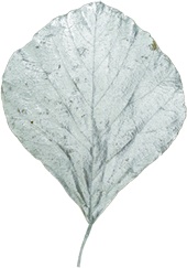 Cobra Leaf Frosted Vein, 15cm-25cm