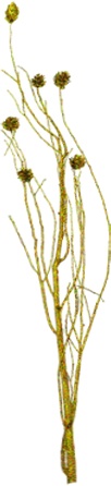 Glittered Tall Twig Bundle with Pinecones
