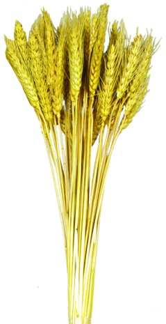 Wheat Bundle, 100g