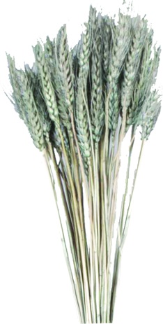 Wheat Bundle, 100g