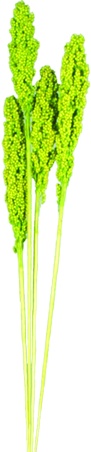 Indian Corn Reed Heads