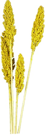 Indian Corn