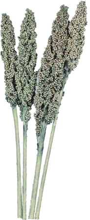 Indian Corn