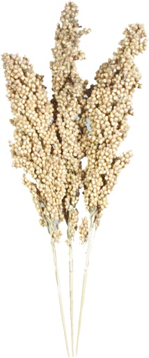 Indian Corn Seed Plumes