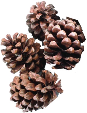 Chiropractic Pine, 10-15cm