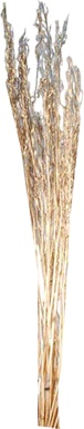 Sukesh Lady, 1m