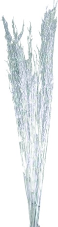 Sukesh Lady Reed Spray, 1m