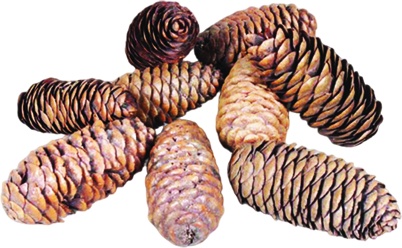 Rai Cones, 8-10cm