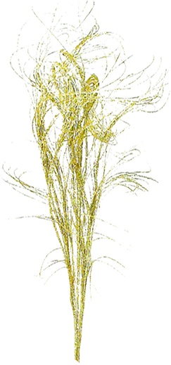 Leaf Spray, Filament Plume, 90cm