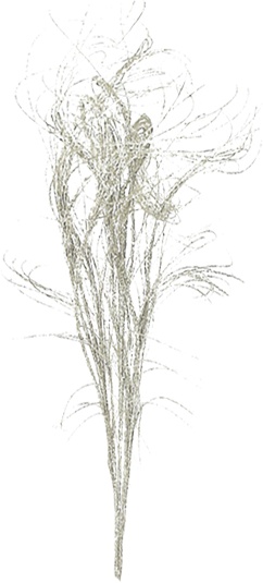 Leaf Spray, Filament Plume, 90cm