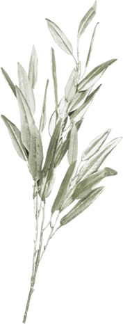 Slim Leaf Spray, 152cm