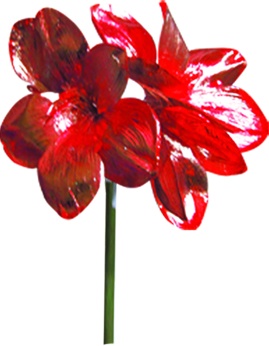 Shiny 3-headed Poinsettia, 1m