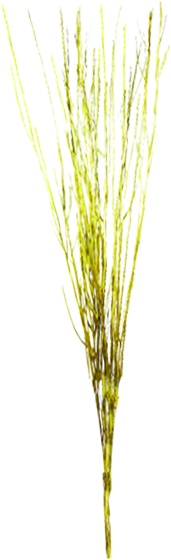 Japanese Sticks, 70cm