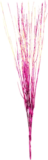 Decorative Sticks, 70cm