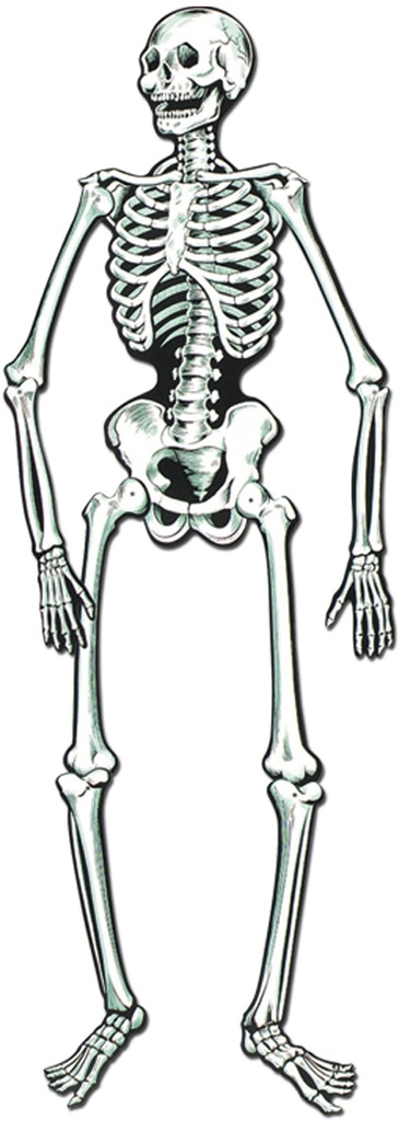 Jointed Skeleton, 56cm