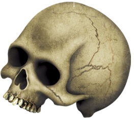 Skull Whirls, 1m