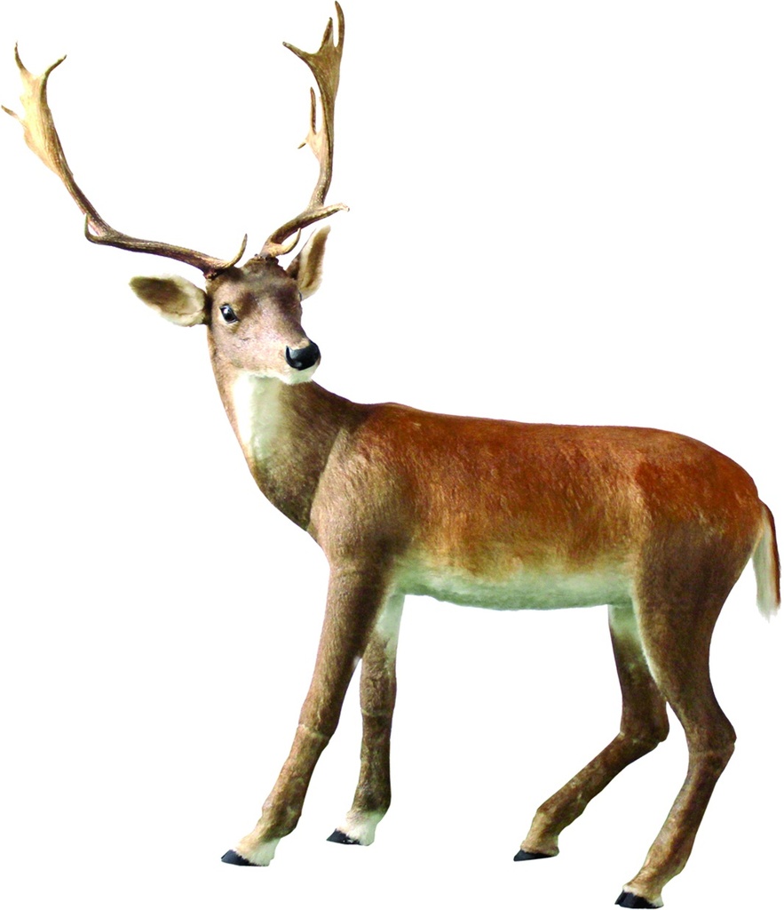 Deer, 1.62m