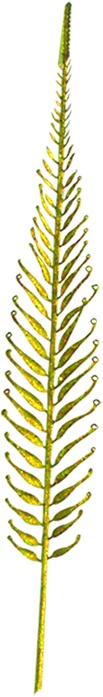 Dry Leaves, 98cm
