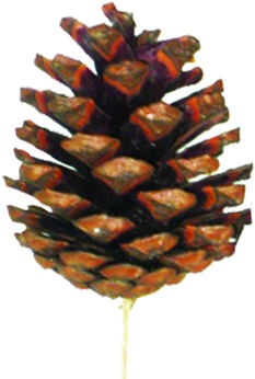 Glittered Pinecone Pick, 4-5cm