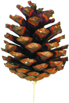 Glittered Pinecone with Stem, 4-5cm