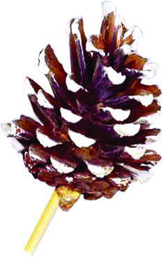 Glittered Pinecone with Stem, 4-5cm