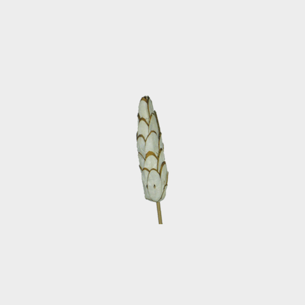 Sola Pine Narrow Scale with Stem, 7cm