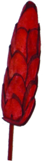 Sola Pine Long Stem, 7cm
