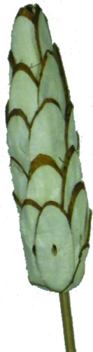 Sola Pine with Stem, 7cm